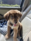 Piper