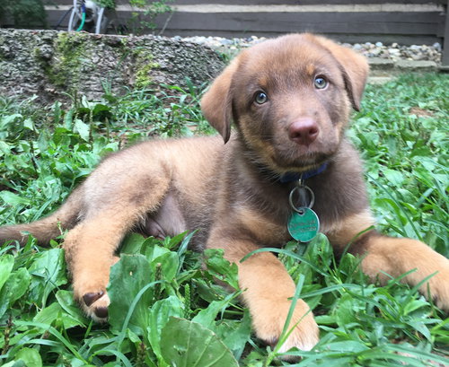 Scooby