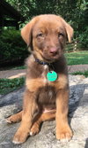 Scooby