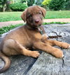 Scooby