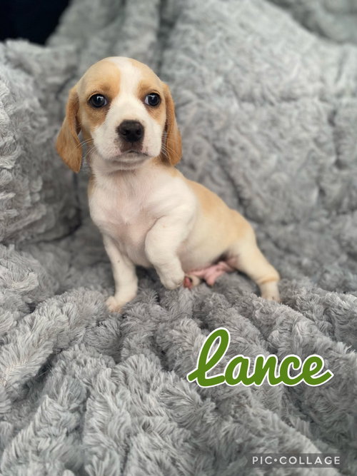 Lance