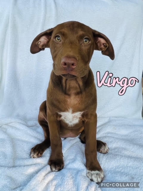 Virgo