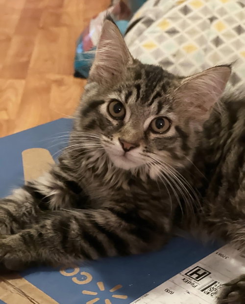 Kristoff