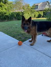 Bailey