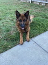 Bailey