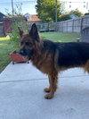 Bailey
