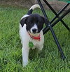 Josie