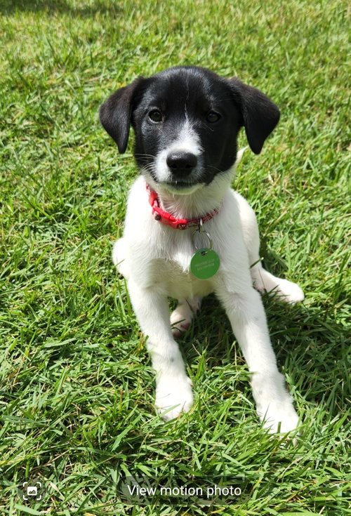 Josie
