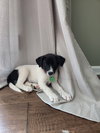 Josie