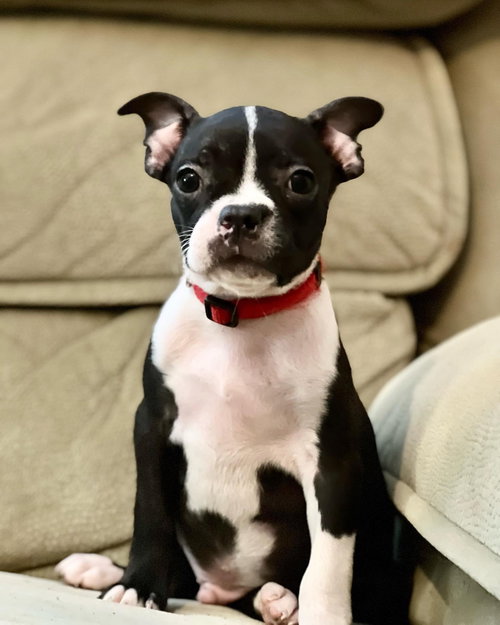 Clyde