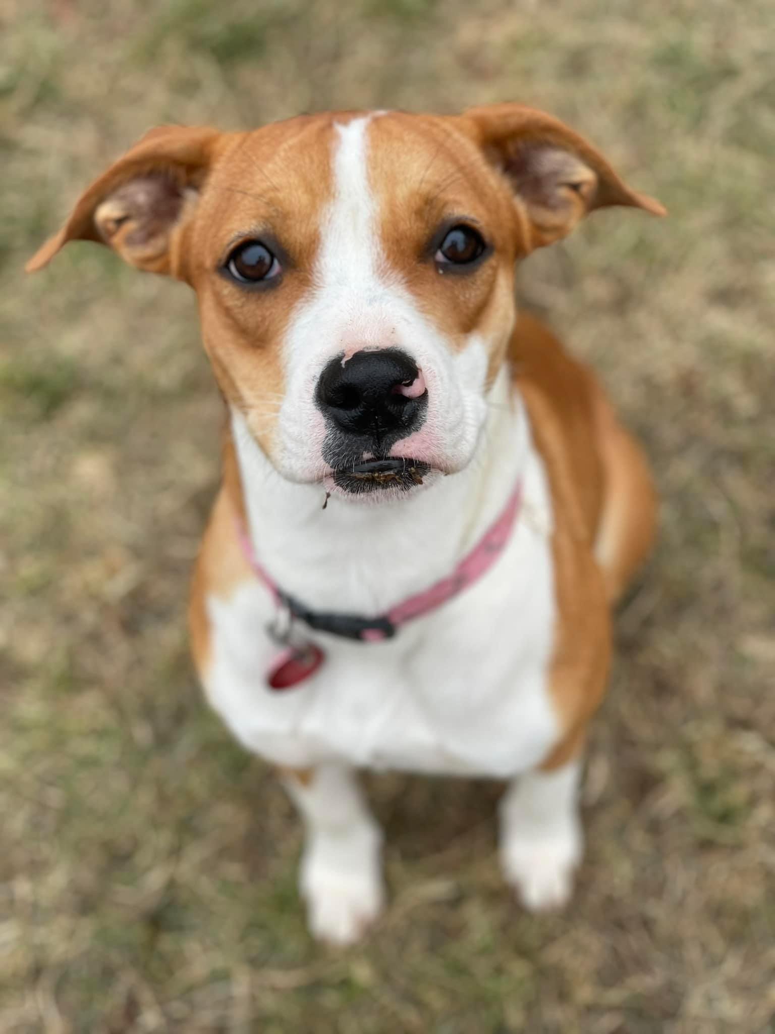Dog for Adoption - Lollipop, a Boxer in Oak Grove, KY | Alpha Paw