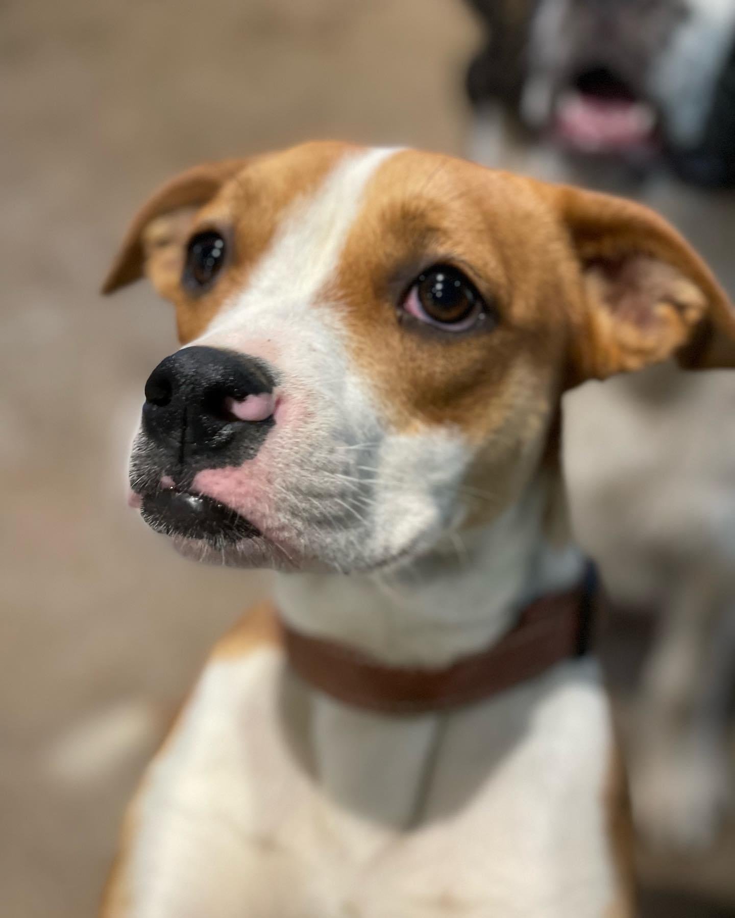 Dog for Adoption - Lollipop, a Boxer in Carbondale, IL | Alpha Paw