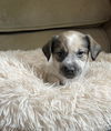 Quint