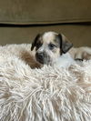 Quint