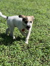 Quint