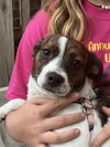 Daisy