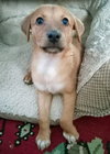Dixie