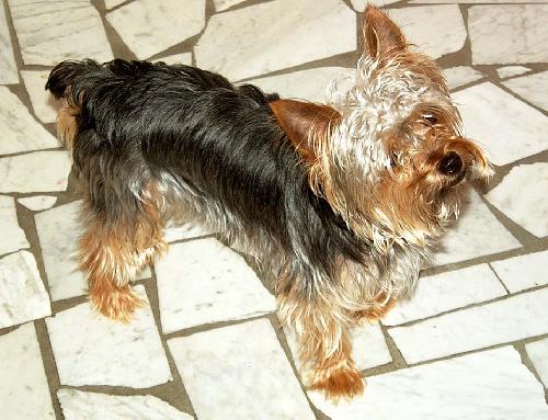 Ferbie