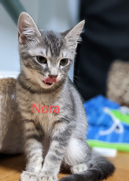 Nora