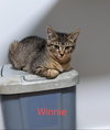 Winnie