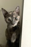 Athena