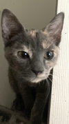 Athena
