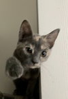 Athena