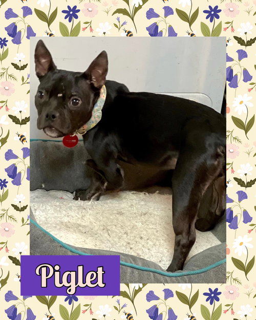 Piglet