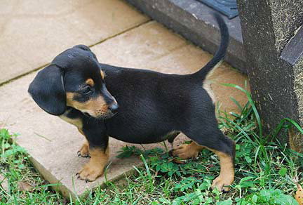 Oscar