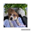 Fiona