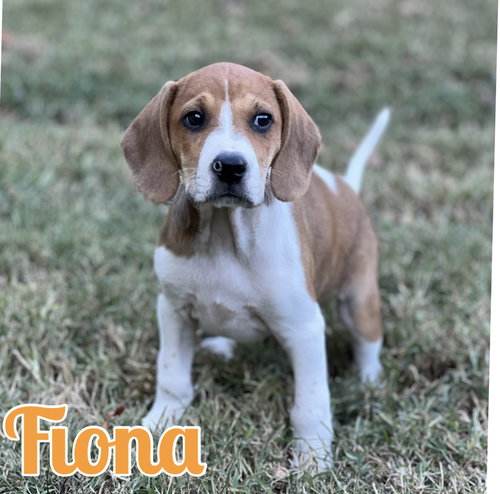 Fiona