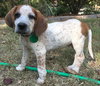 Fergus