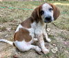 Fergus