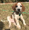 Fergus