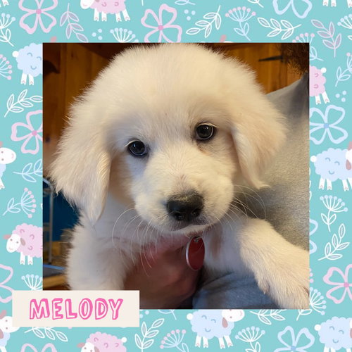 Melody