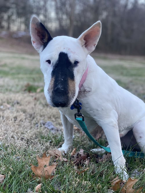 picture of the dog needing adoption