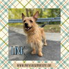 Link