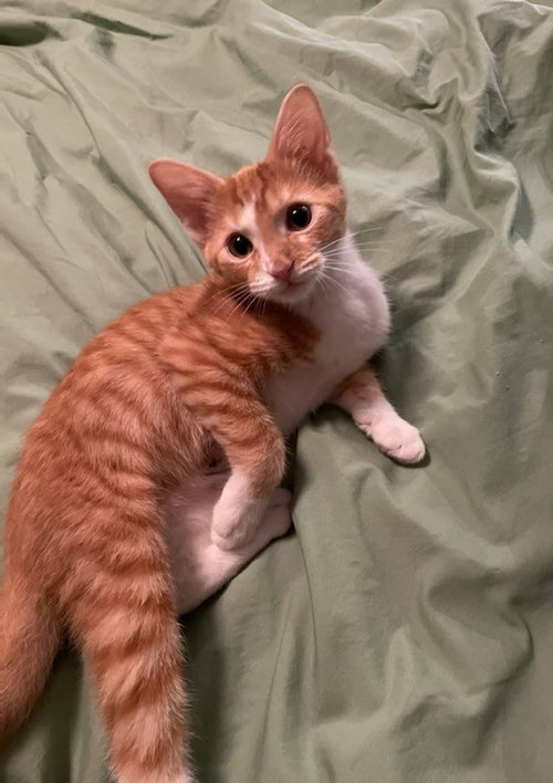 Chester