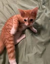 Chester
