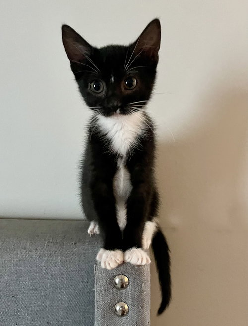 Jarvis