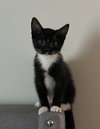 Jarvis