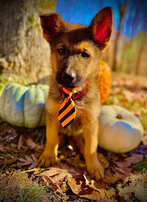 Max
