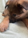 Sarge