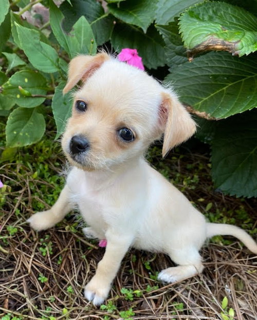 Penelope