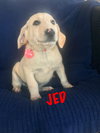Jed