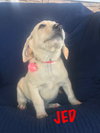 Jed