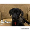 Jolene