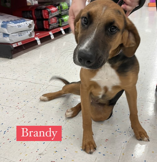 Brandy