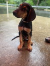 Rocky