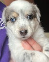 Petey